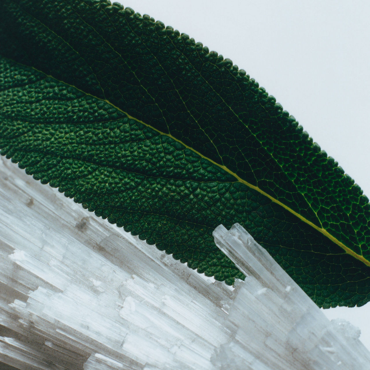 Wood Sage & Sea Salt Body and Hand Lotion Wood Sage & Sea Salt Body and Hand Lotion