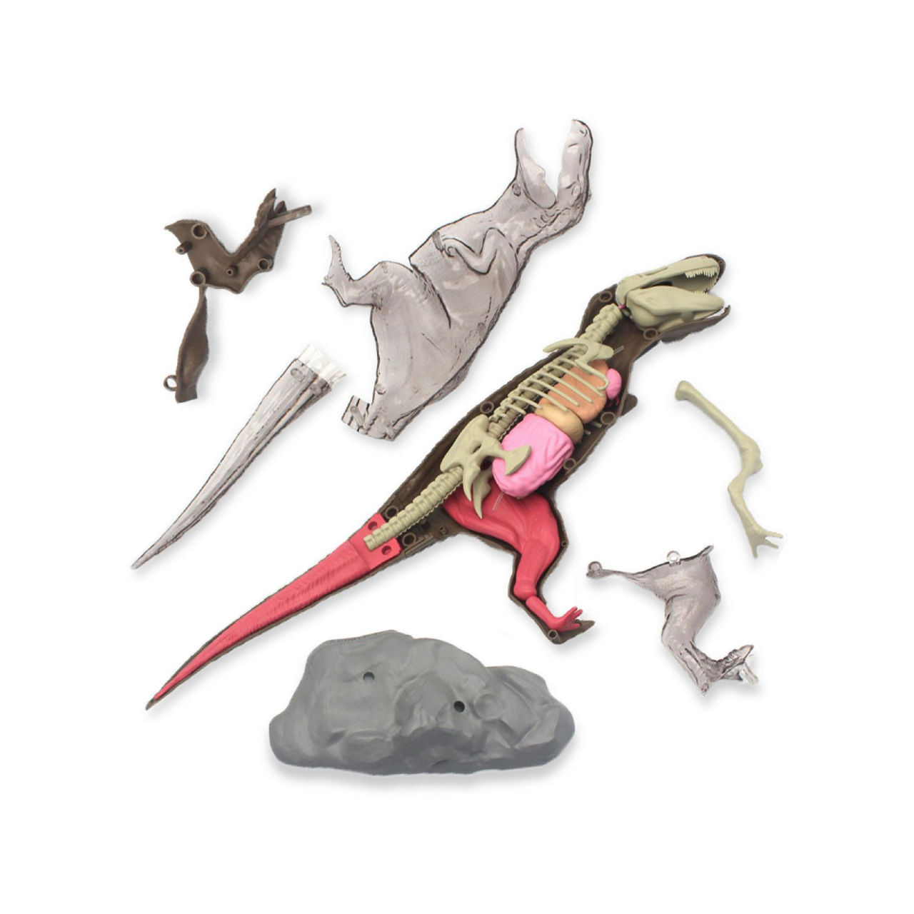 Discovery 4D T-Rex Anatomy Kit Discovery 4D T-Rex Anatomy Kit