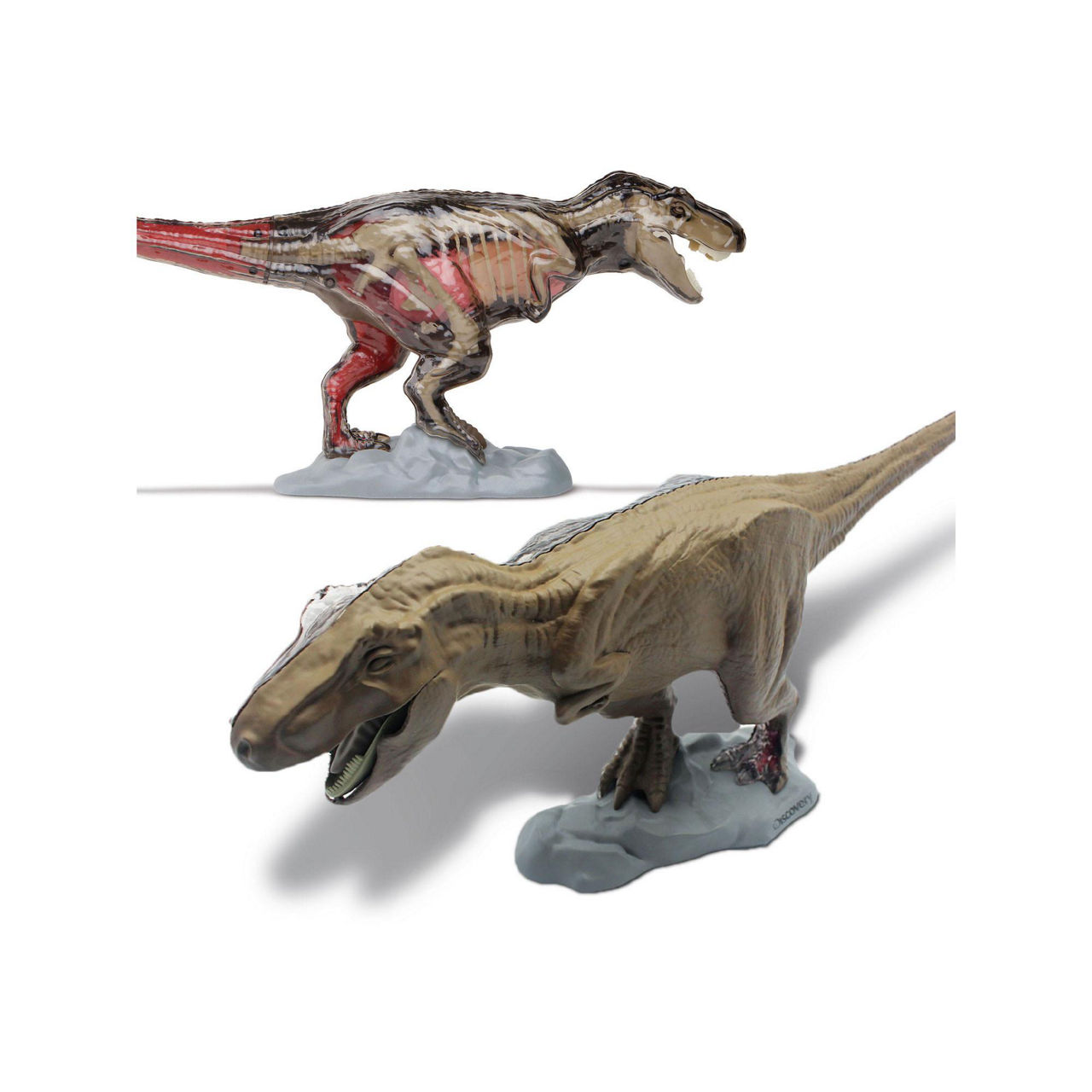 Discovery 4D T-Rex Anatomy Kit Discovery 4D T-Rex Anatomy Kit
