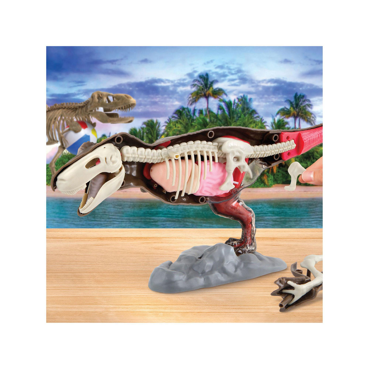 Discovery 4D T-Rex Anatomy Kit Discovery 4D T-Rex Anatomy Kit